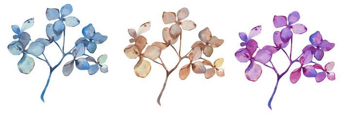 Fototapeta na wymiar Twig with dried hydrangea flowers painted in watercolor, isolated