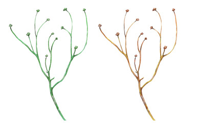 Green plant twig painted in watercolor, isolated - 626514660