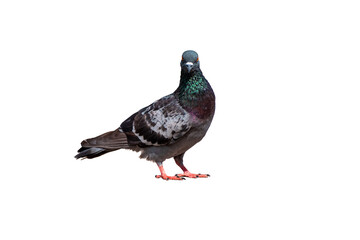 Full Body Side view of pigeon bird standing isolate on transparent background, PNG file