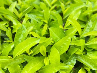 green leaves background