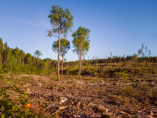 Summer landscape with deforestation. Environmental problems in connection with human activities