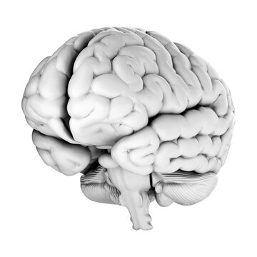 3d render of human brain isolated on transparent background