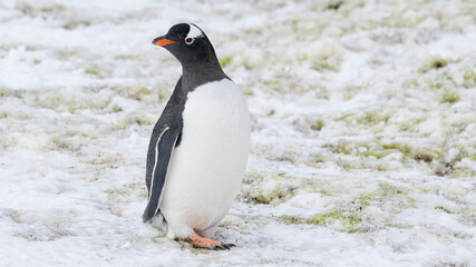 Fototapeta premium Close up portrait of one gentoo penguin walking in the snow of Antarctica