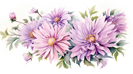 Obraz premium pink asters flowers on the white background