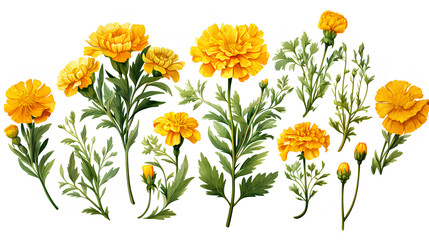 yellow flowers and buds of a marigold on a white background.