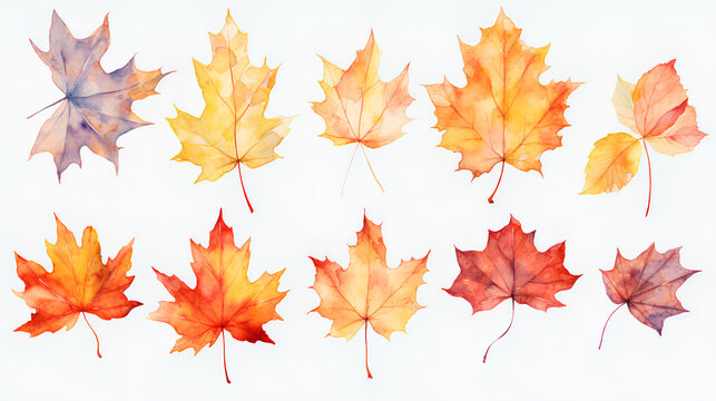 colorful autumn leaves on white background. fall season concept
