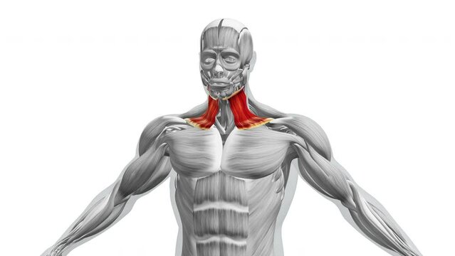 Anatomy of the Sternocleidomastoid Muscles