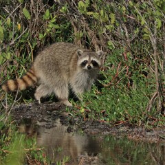 Raccoon Stare Down Merritt Island NWR Florida