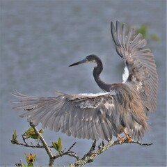Tri Colored Heron Flight Landing Merritt Island NWR Florida
