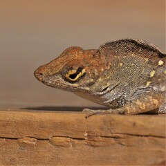 Brown Anole Merritt Island NWR Florida