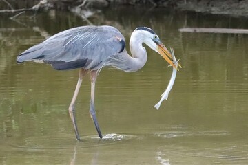 Merritt Island NWR Florida Great Blue Heron Needlefish Catch 