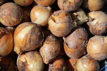 収穫したタマネギ