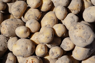 収穫したジャガイモ