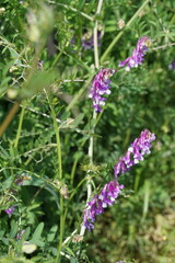 紫色の小さな花、ナヨクサフジ