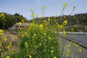 菜の花が咲く田舎の風景