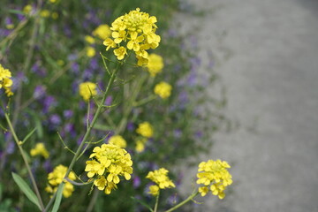 黄色い菜の花のアップ