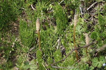 春の訪れを告げる土筆