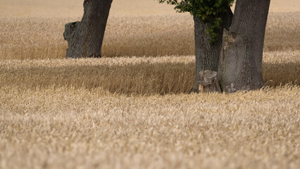 FARMLAND - Grain in the field ready for harvest
 - obrazy, fototapety, plakaty