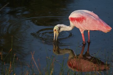 Fototapeta premium Gorgeous Roseate Spoonbill Pretty Pink Merritt Island NWR Florida 