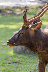 Close up photo of a male sambar deer
