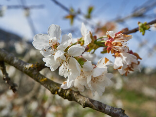 Cherry blossoms in the Gallinera Valley, Alicante, Spain