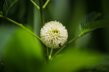 Leucaena leucocephala, a white flower in the  forest