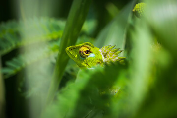 Arid Lizard in the home garden	