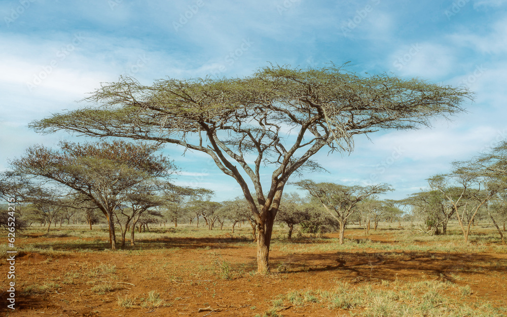 Canvas Prints Umbrella thorn trees in uMkhuze Game Reserve