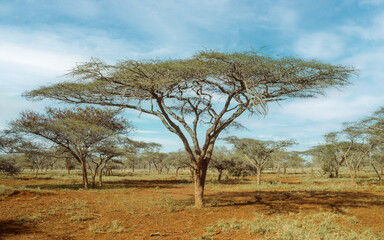 Fototapeta na wymiar Umbrella thorn trees in uMkhuze Game Reserve