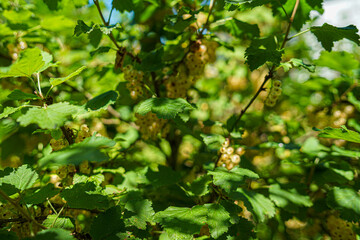 vegetables in the Garden on a sunny Day