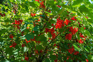 white and red Currants in the Garden on a sunny Day.