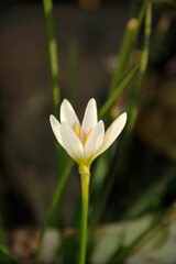 white and yellow flower