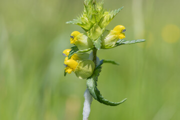 Close up of a yellow rattle (rhinanthus minor) plant in bloom
