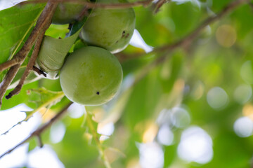 青い柿と木漏れ日