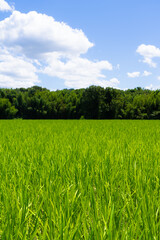 Fototapeta premium 青空と緑輝く田んぼ