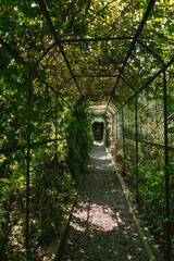 Pergola covered with plants. Long tunnel for climbing plants on a sunny day. Canopy made of metal entwined with plants.