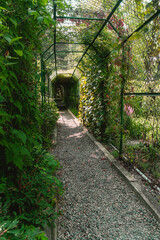 Pergola covered with plants. Long tunnel for climbing plants on a sunny day. Canopy made of metal entwined with plants.