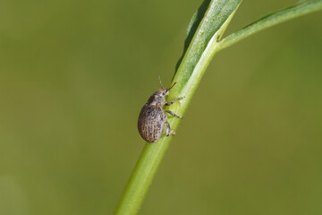 Marram gras weevil Philopedon plagiatus (plagiatum) on a stem. Tribe Cneorhini. Subfamily Broad-nosed Weevils (Entiminae). Family Curculionidae. Spring, Dutch garden.