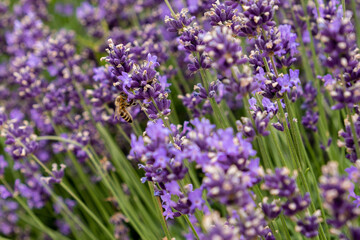 Bees pollinate lavender flowers in a lavender field. Close-up. Soft focus.