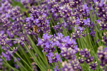 Bees pollinate lavender flowers in a lavender field. Close-up. Soft focus.