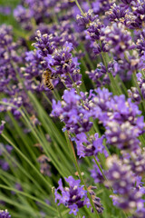 Bees pollinate lavender flowers in a lavender field. Close-up. Soft focus.
