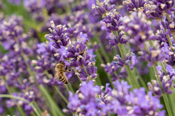 Bees pollinate lavender flowers in a lavender field. Close-up. Soft focus.