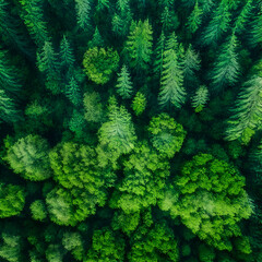 Naklejka na ściany i meble green forest from top view, Bird's-eye view of a verdant forest canopy