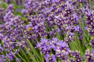 Bees pollinate lavender flowers in a lavender field. Close-up. Soft focus.