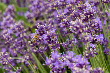Bees pollinate lavender flowers in a lavender field. Close-up. Soft focus.