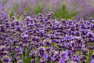 Bees pollinate lavender flowers in a lavender field. Close-up. Soft focus.