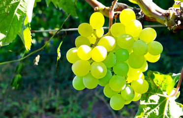 White ripe grape before harvest in a vineyard of Guimar,Tenerife,Canary Islands,Spain.Green grapes...