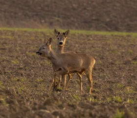 Roe deers and more