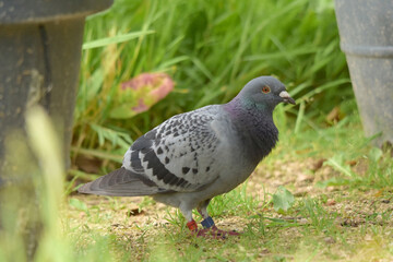 a pigeon with rings on his legs