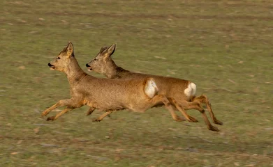 Fotobehang Ree Roe deers and more  © Steepan_